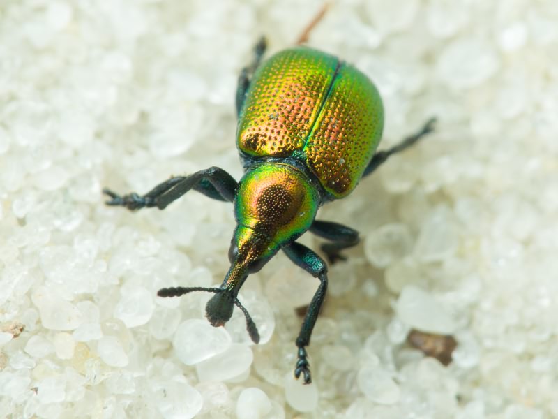 Byctiscus populi (Linnaeus, 1758)